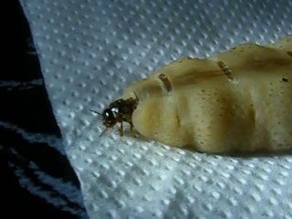 This Queen termite is huge and disgusting!