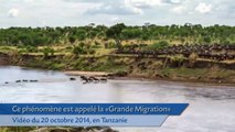 Timelapse: La migration de milliers de gnoux