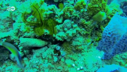 Santa Lucía lucha por la  supervivencia de las tortugas marinas | Global 3000