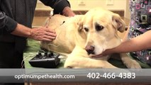Welcome to Optimum Pet Health & Wellness Center PC