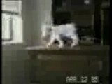 Humour gag video rire drole chat
