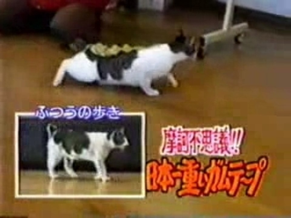 Gatto vs Scotch