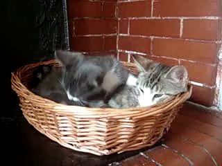 Deux chats mignons !