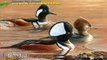 12 Most Beautiful Ducks in the World