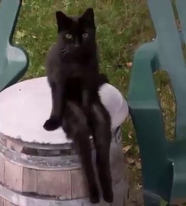 Cat Sit With Model Style