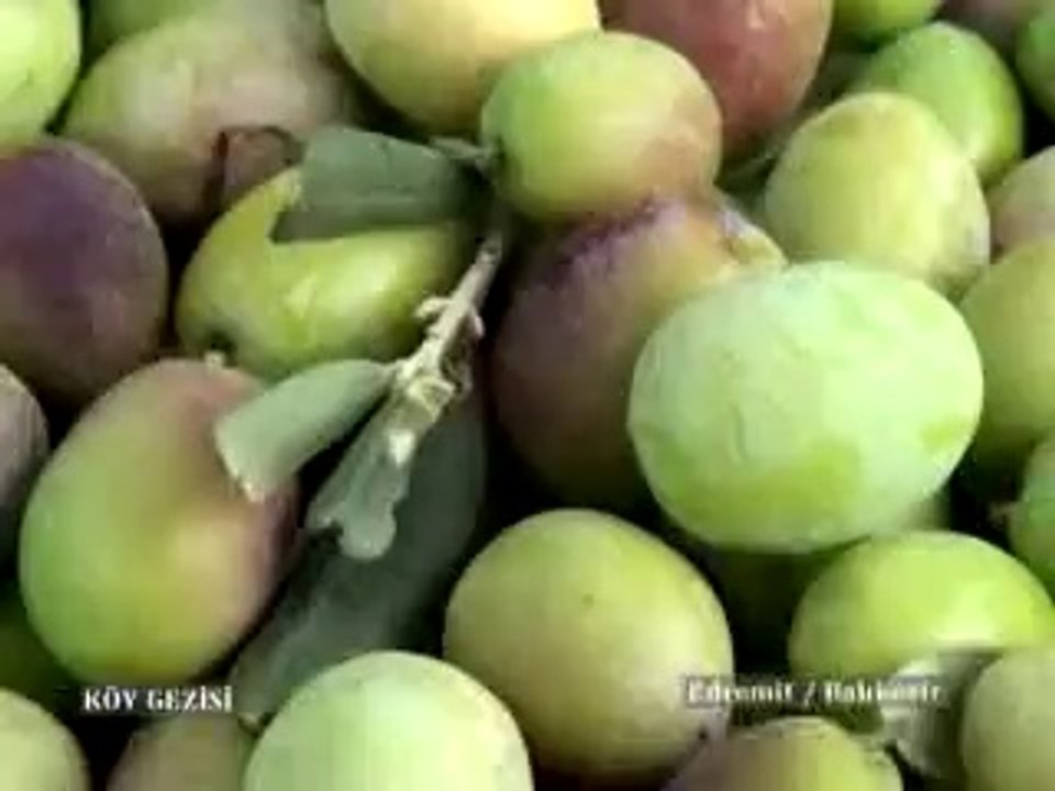 189 Edremit Havran Zeytin Hasat Makinaları