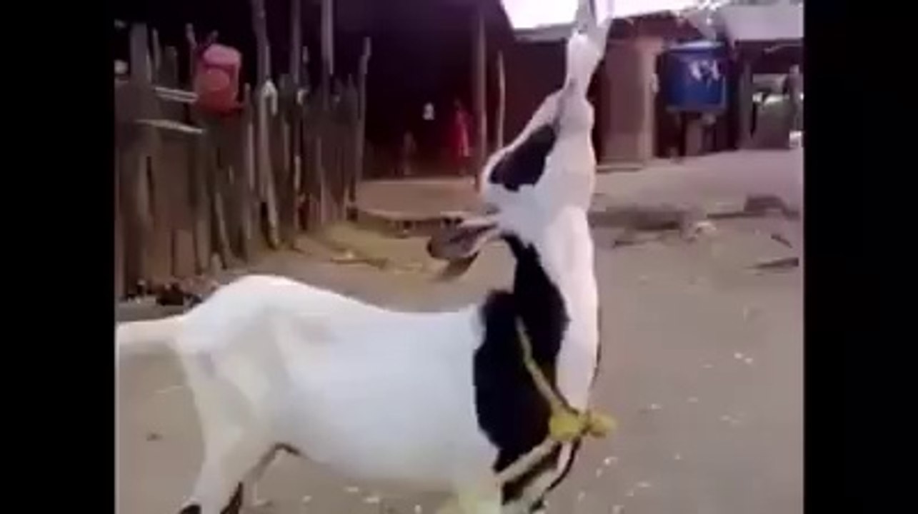 Goat Enjoy With Cold Drink
