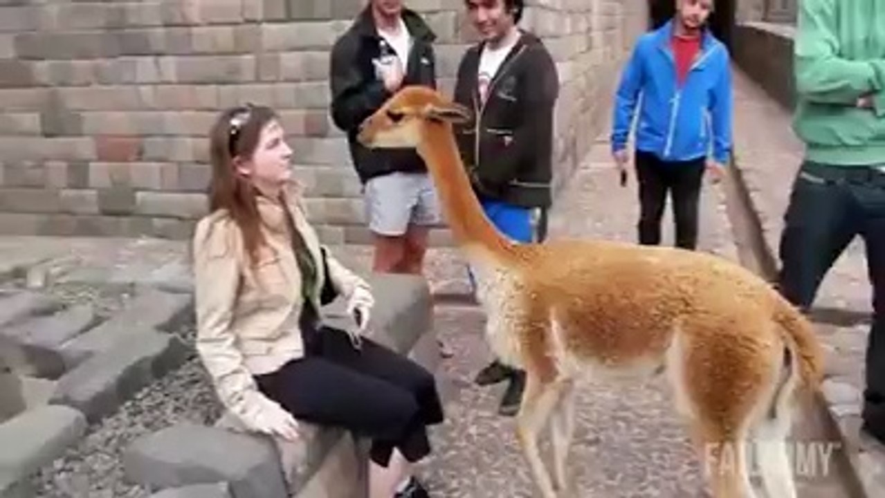 Nasty Llama