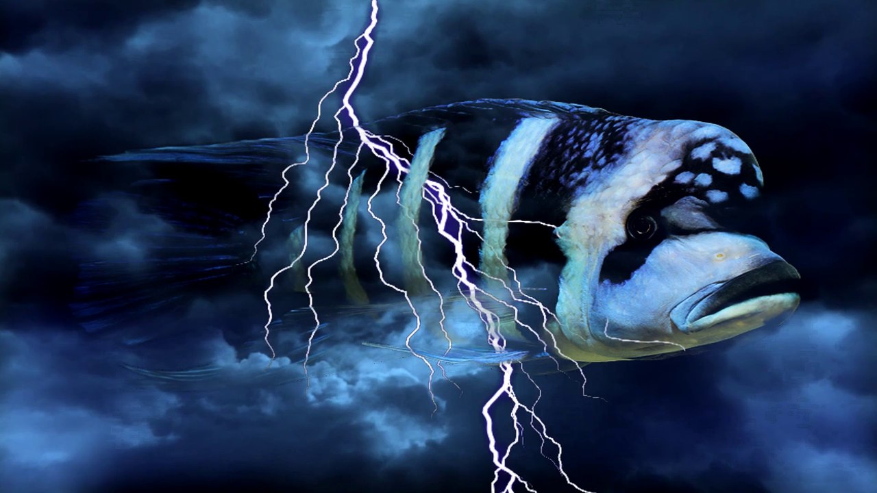 FrontosaForum 2. Tanıtım İntrosu