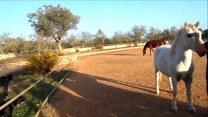 "Rancho Respeto" auf Mallorca