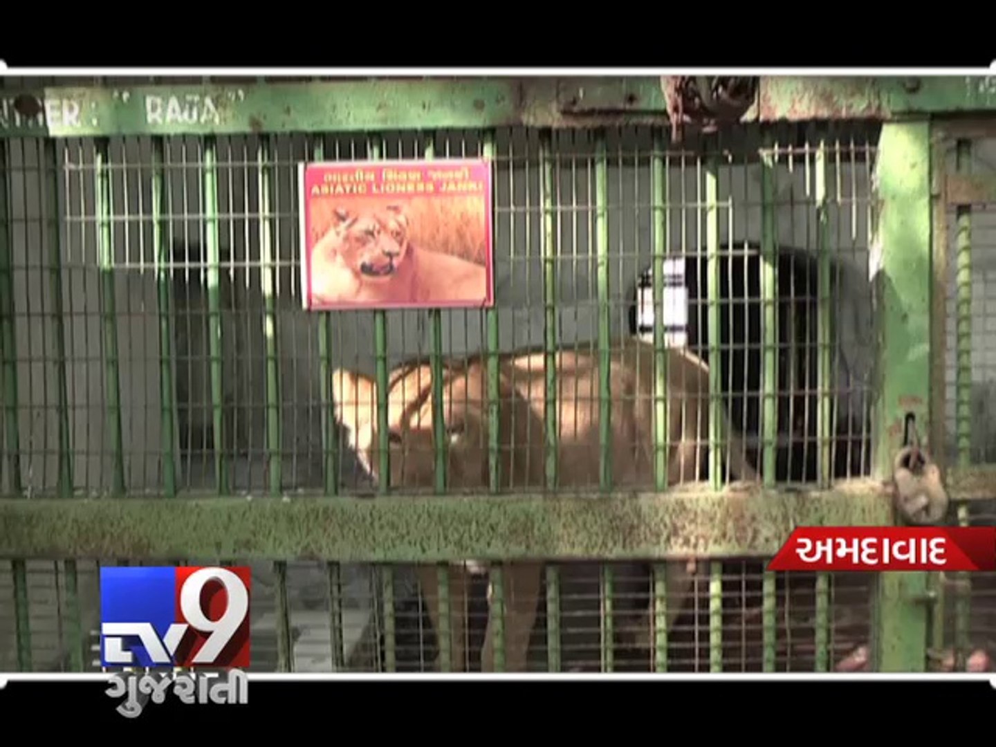 Will Kankaria zoo get an 'Asiatic Baby Lion' this time Ahmedabad - Tv9  Gujarati - video Dailymotion