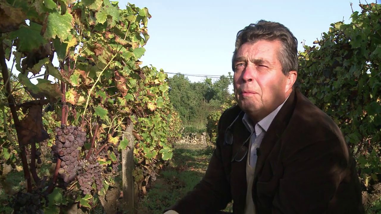 Vendanges tardives et minutieuses dans le Sauternes