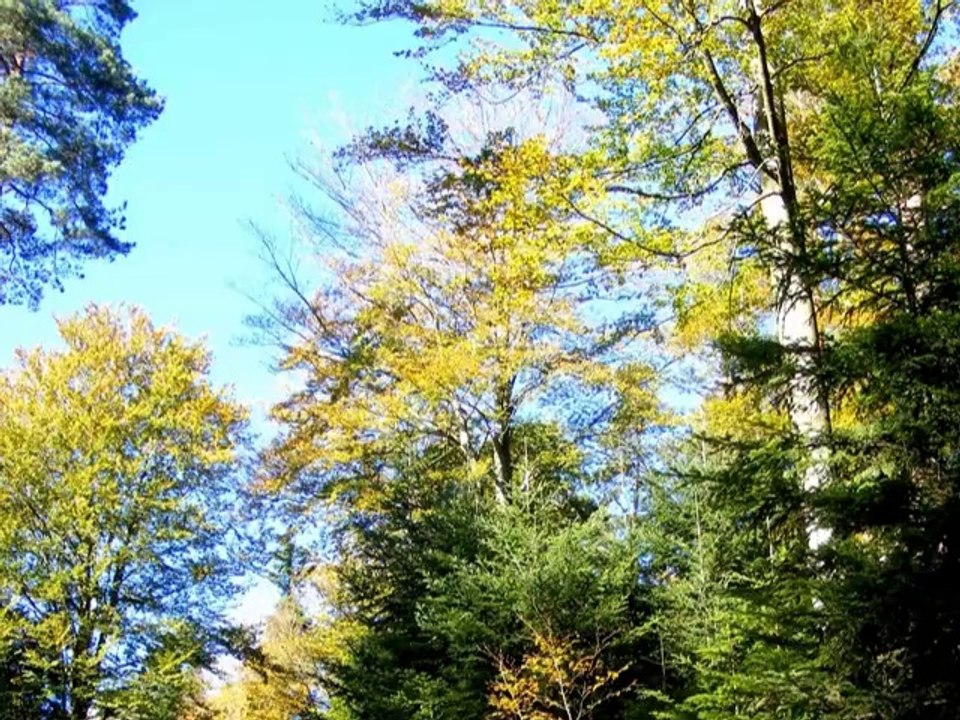 Automne à Walscheid