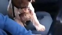 Adorable dog won't let his owner drive without holding his hand