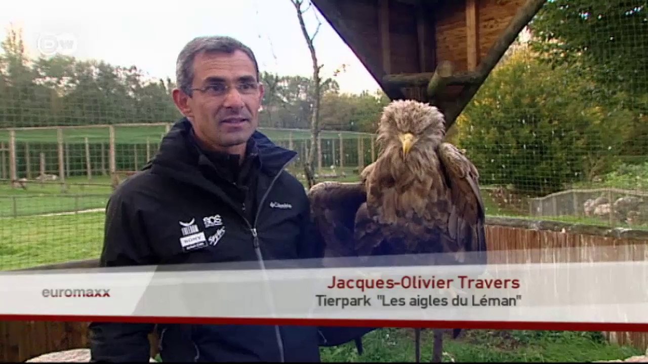 Adler als Kamera-Drohnen | Euromaxx
