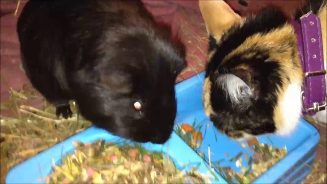 Cochon d'Inde et chat qui partage la gamelle ;)