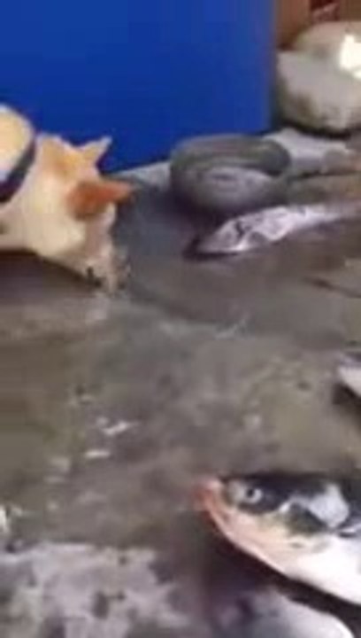 Balığı canlandırmaya çalışan köpek,HappyPhoneMBK.mp4