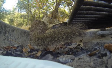 Squirrel Encounter with a Pan Lid in Sequoia National Park