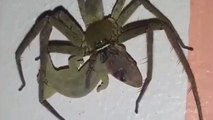 Une araignée géante mange un lézard
