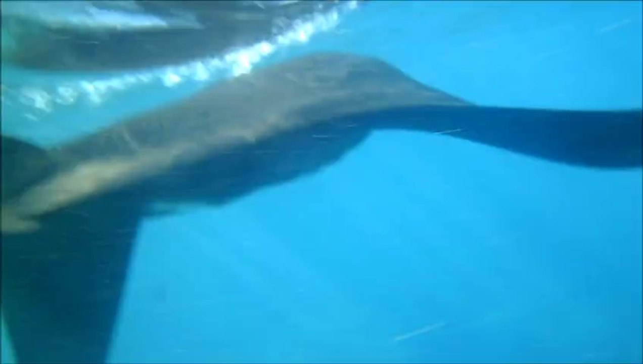 dance de manta
