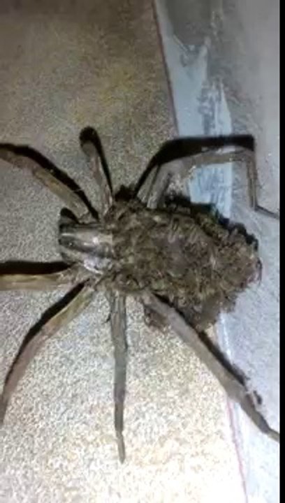 Araignée-loup se promène avec ses bébés sur le dos