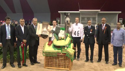 الحصان "تي. إس. أبولو" يفوز بلقب أجمل حصان عربي ضمن المباراة الدولية للخيول العربية الأصيلة