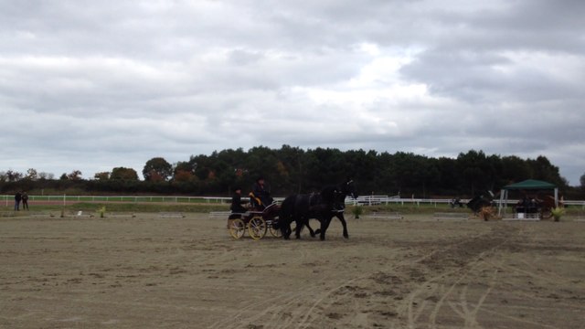 Cavales d'automne : concours d'attelage