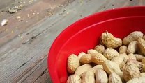 How much Peanuts a Squirrel can Eat ? watch here :p :D