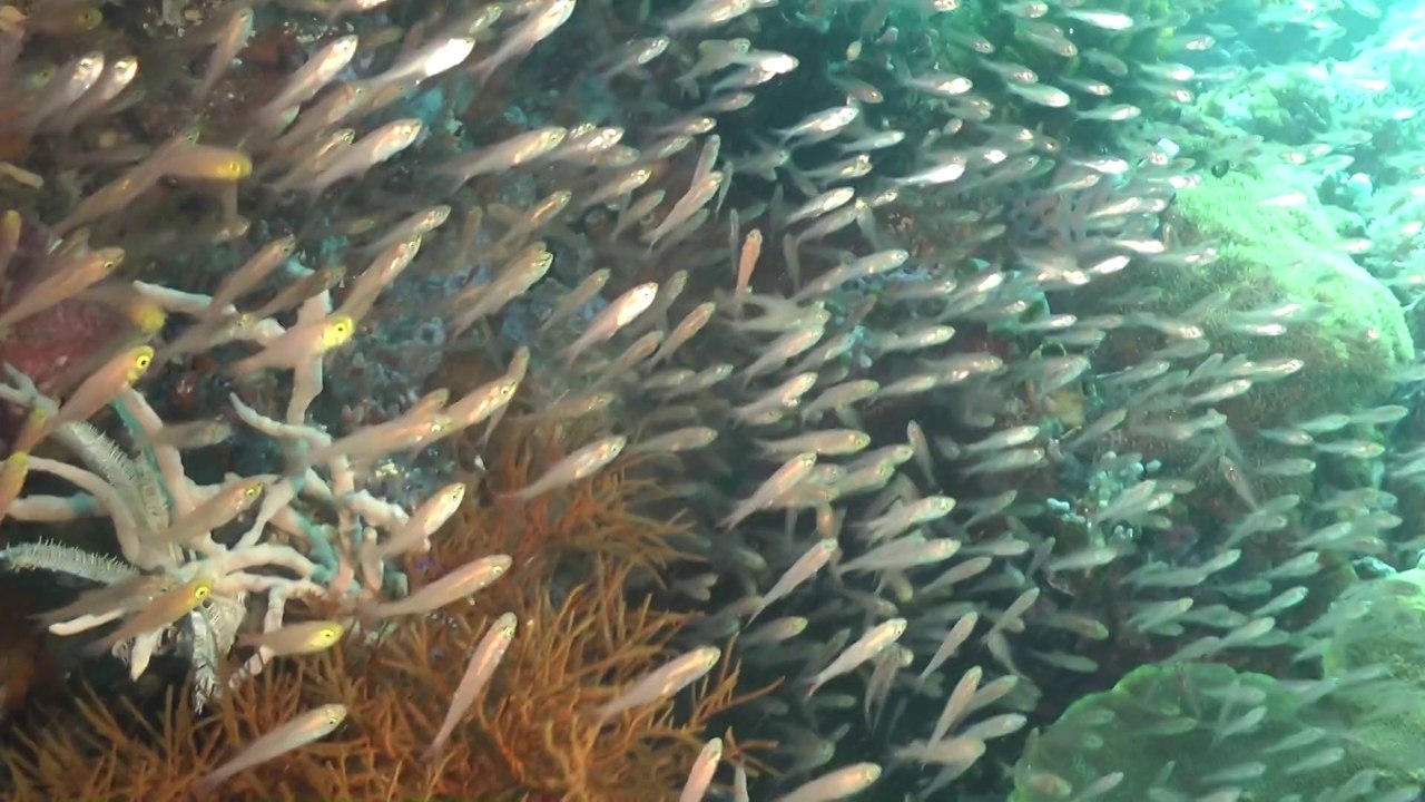 Komodo 2013 Grand Passage