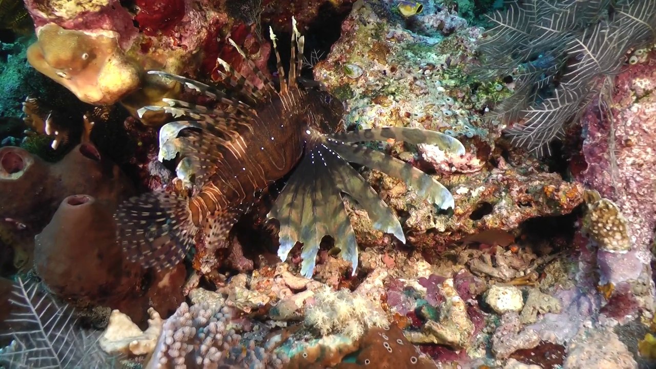 Komodo 2013 CastelRock