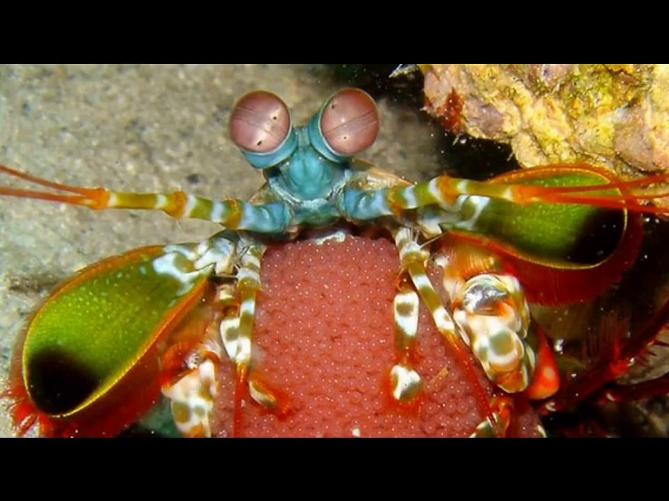 Mantis Shrimp Deadly Knockout Punch video Dailymotion