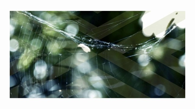 Эзоп | Басни | Онлайн | КОМАР И ЛЕВ . Перевод выполнен Львом Николаевичем Толстым.