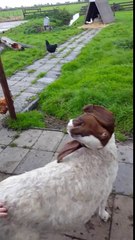 This goat is definitely possessed by the devil