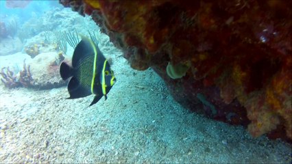 Plongée en Guadeloupe - Pointe Noire