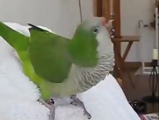 Laughing Parrot