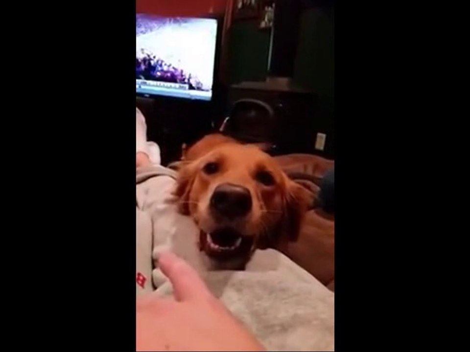 Sahibinin Parmağına Eşlik Eden Köpek