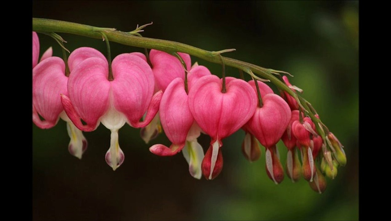 The Miracle of Love from The Prospering Power of Love by Catherine Ponder