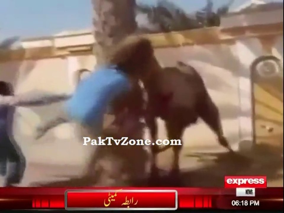 Angry Camel Attack  Before Qurbani