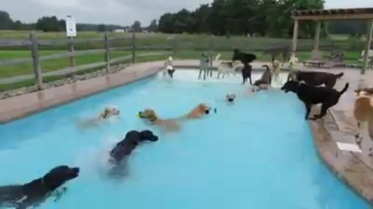 Dogs Swimming Pool