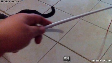 PELEA DE GATOS SALVAJES