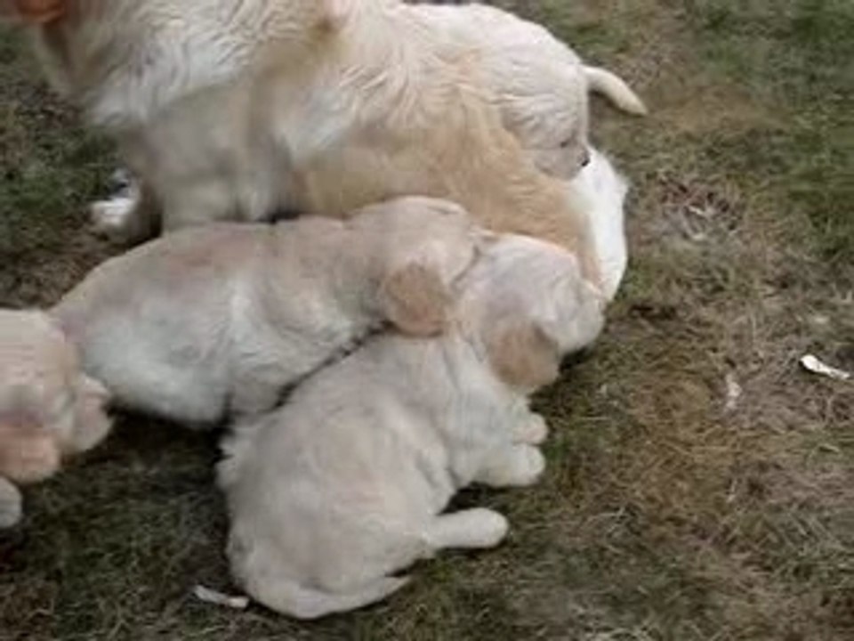 Maman & Babies