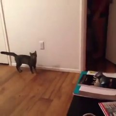 [+18 ~ Sexy Funny Girl]Funny Videos - Fail Compilation, Funny Pranks and Funny Cats Videos _ New Funny Video(35)