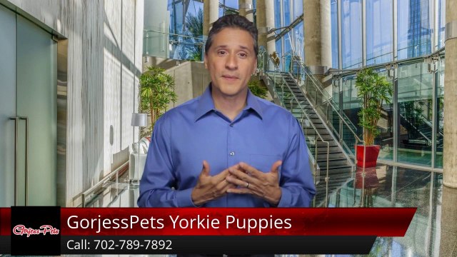 GorjessPets Yorkie Puppies Palm Beach Incredible Five Star Review by Betty R.