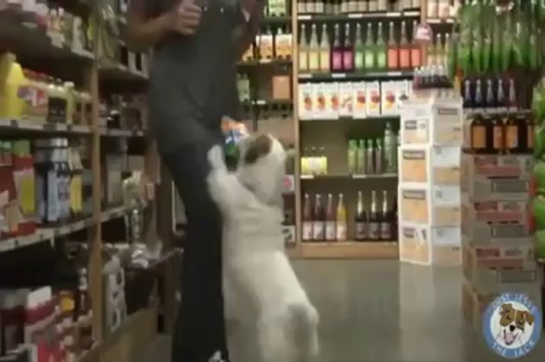 look it this dog u become surprise (doing home duty)