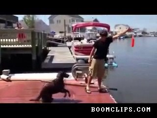 dumb dog moment Funy viedo