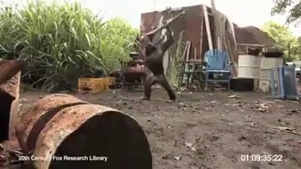 monkey firing