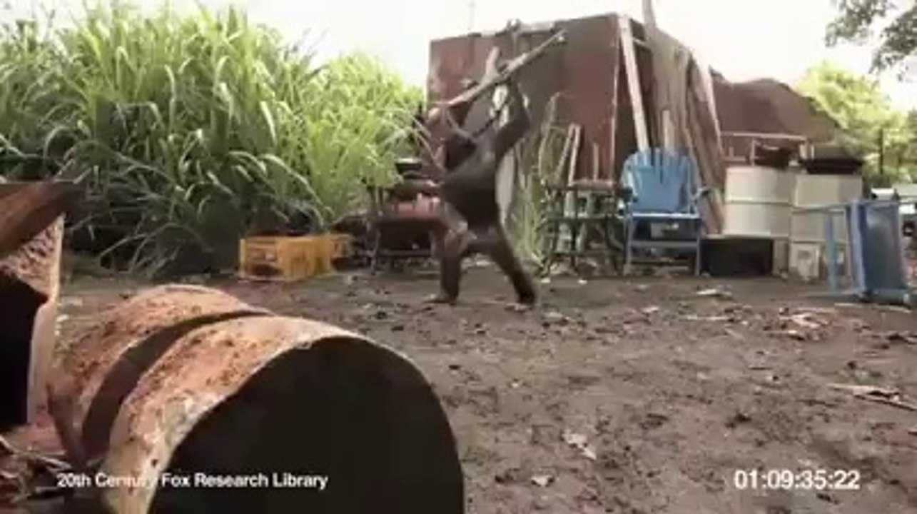 monkey firing