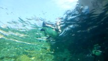 ペンギンの水中飛行　旭山動物園