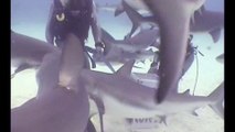 Bahamas Shark Feeding