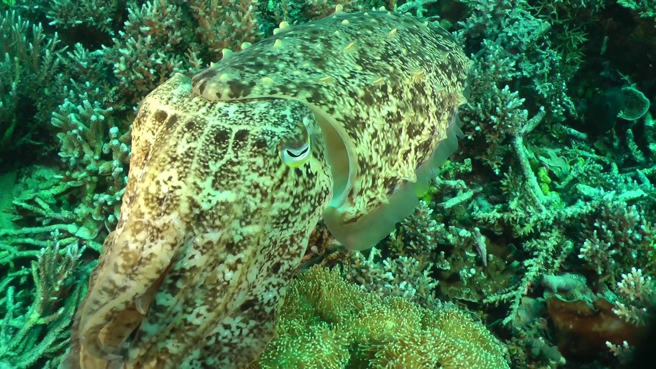 Komodo 2013 Siaba Kecil